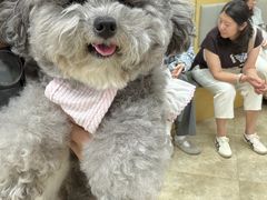 -美联众合动物医院·24h转诊中心