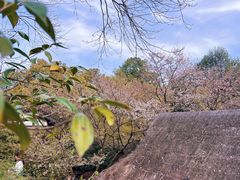 -中国茶叶博物馆(双峰馆区)