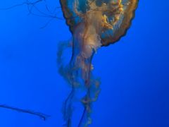 -太平洋海底世界