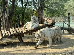 -北京野生动物园