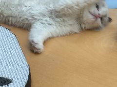 -帕帕拉兹宠物(亚洲旗舰店)