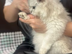 -福懋动物医院·犬猫全科·外科·重症科(杏林分院)