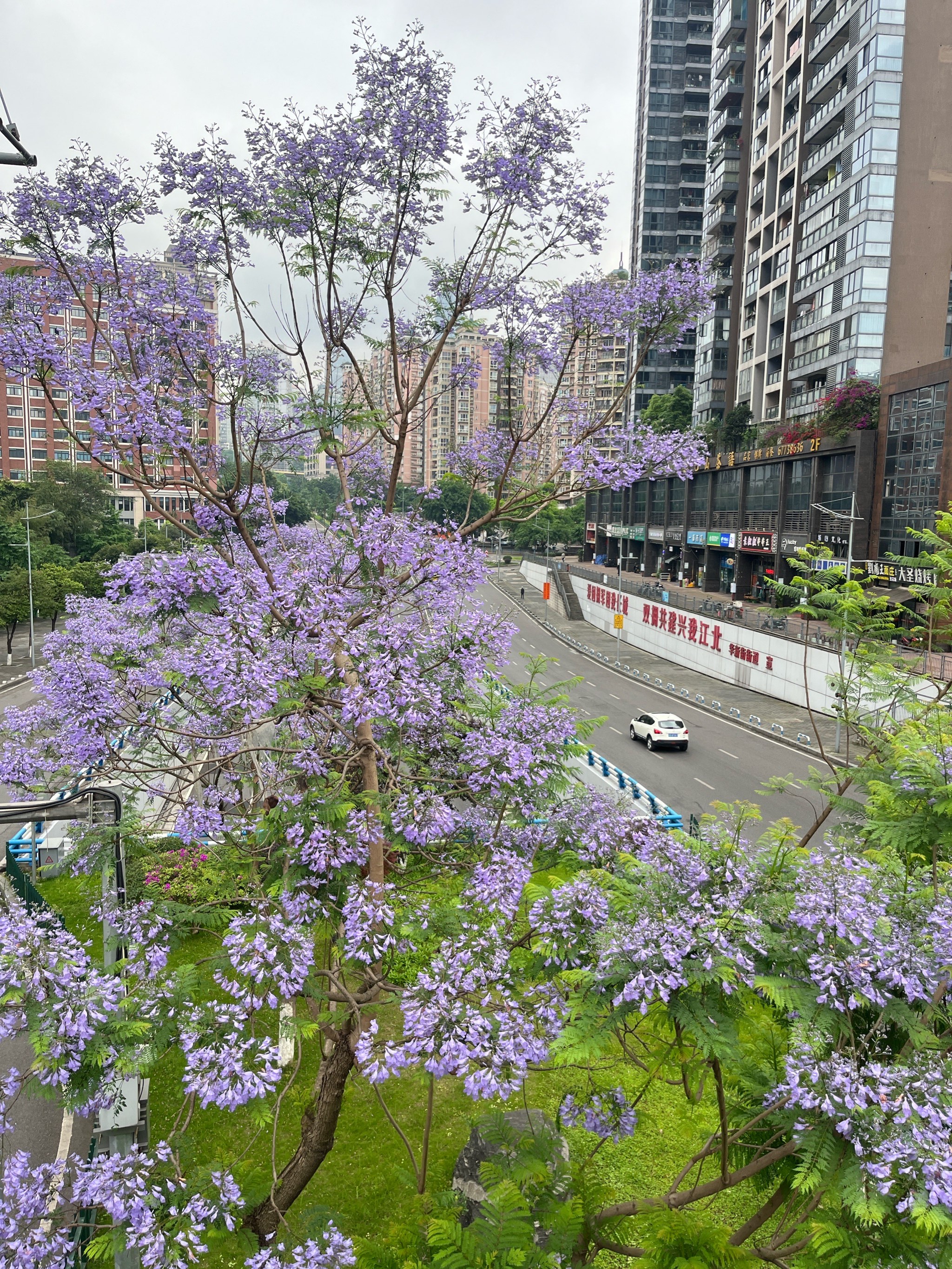 随处可见的蓝楹花