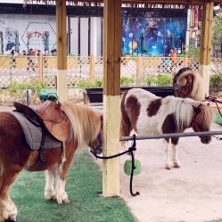 -萌宠亲子动物乐园(槐房万达店)