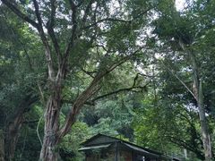 -莫里热带雨林景区