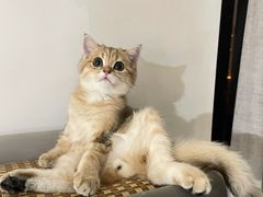 -小猫来了·猫舍(红山六九七九店)