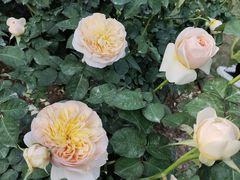 -人民公园(罗湖区)