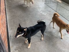 -柴犬高等学院·狗咖·柴犬售卖·宠物训练
