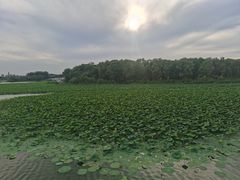 -大兴滨河森林公园