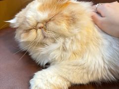 -MOCHA明星猫咖(田子坊店)