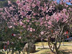 -广州市帽峰山景区