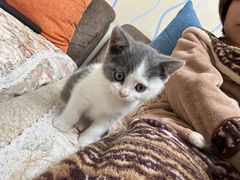 -伟伟宠物医院·CT影像中心·瑞派犬猫综合性门诊(汉口总院)