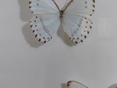 -上海昆虫博物馆