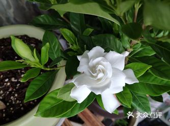 朋友家养的栀子花开了，可漂亮了