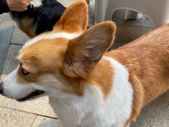 -柯斗斗主题餐厅·狗咖·围炉煮茶·茶饮(国瑞升平里店)