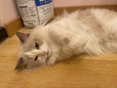 -猫咪派对(江南西店)