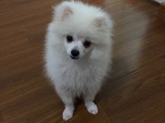 -翊宠yipet猫狗购宠庄园犬舍•猫舍