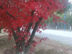 -安徽大学(磬苑校区)
