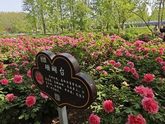 -洛阳市隋唐城遗址植物园