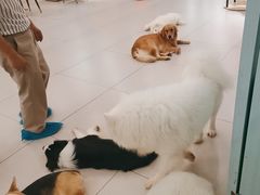 -安格丽娜·狗咖·猫咖羊驼咖(春熙路百盛商场店)