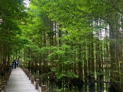 -桤木河湿地公园