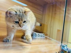 -猫十亿·布偶金渐层·曼基康矮脚猫舍(青年路店)