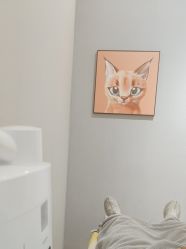 -洗脸猫·洗脸吧