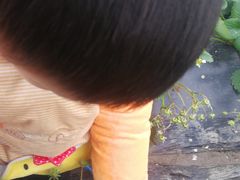 -小鱼草莓采摘园农家乐·小鱼餐厅