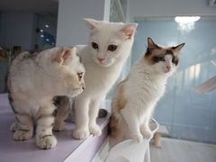 -喵的天空名猫咖啡馆·撸猫·猫舍·用品