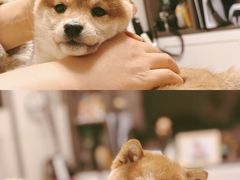 -翊宠yipet猫狗购宠庄园犬舍•猫舍