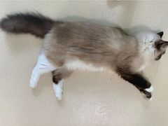 -猫在这儿猫咪咖啡馆·撸猫馆