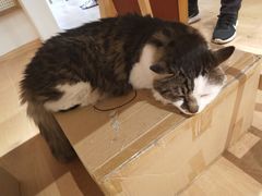 -猫的天空之城概念书店(苏州诚品店)