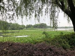 -荷塘月色湿地公园·向阳花洲