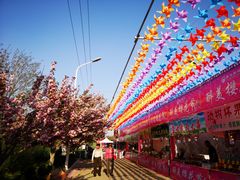 -莱阳濯村樱花园
