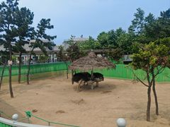 -西霞口神雕山野生动物世界