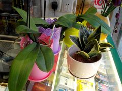 -FEI FEI FLOWER鲜花店·气球派对·宝宝宴布置(虹口德必运动Loft店)