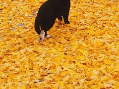 -三里屯东五街银杏大道