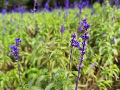 -长春市南湖公园