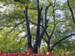 -大槐树寻根祭祖园