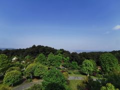 -铁山坪森林公园