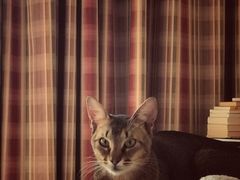 -猫大福·Fortune Cat猫舍(百子湾店)