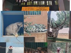 -青藏高原野生动物园