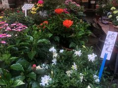 -曲阳花鸟市场(曲阳路店)