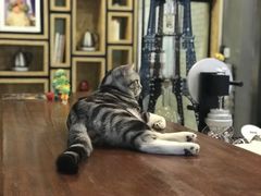 -咖法森林·咖啡  酒吧(天河店)