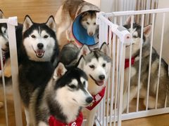 -Husky Go! 哈士奇体验馆·宠物咖啡厅狗咖