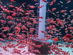 -海合安成都极地海洋公园