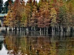 -白鹭湾湿地公园