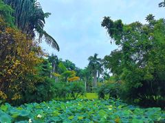 -中国科学院西双版纳热带植物园