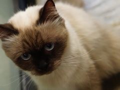 -猫咪博物馆(顶澳仔猫街店)