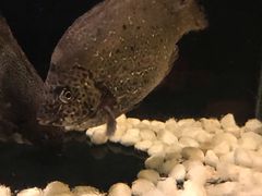 -羽山料理